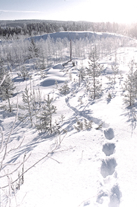 Hyvin upottavassa lumessa susi joutuu välillä hyppimään. Kuva: Seppo Ronkainen